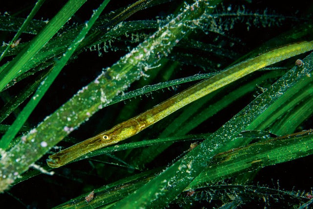 p.084, Siphonostome ou vipère de mer, Syngnathus typhle. Cette espèce est capable d’un mimétisme étonnant. Cette aptitude experte au camouflage lui permet par exemple d’imiter les couleurs de feuilles de zostères. Belle-Île-en-Mer – Morbihan.