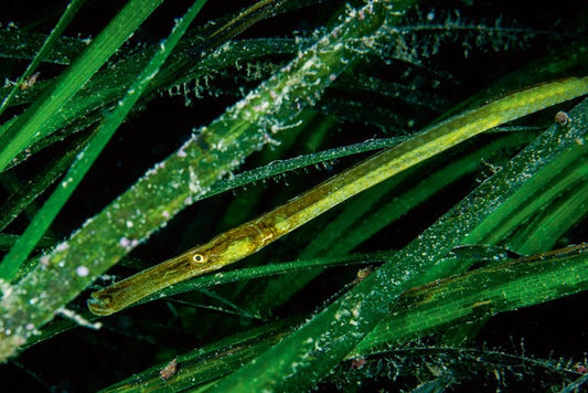 p.084, Siphonostome ou vipère de mer, Syngnathus typhle. Cette espèce est capable d’un mimétisme étonnant. Cette aptitude experte au camouflage lui permet par exemple d’imiter les couleurs de feuilles de zostères. Belle-Île-en-Mer – Morbihan.