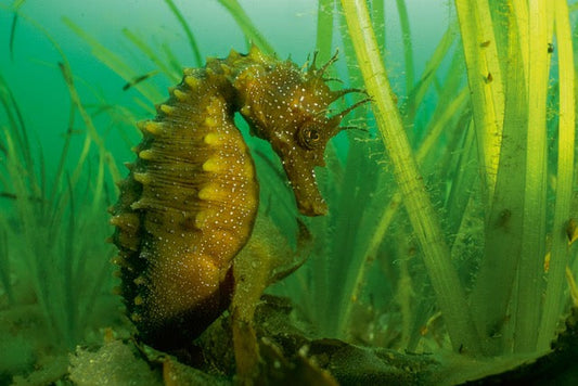 p.088, Hippocampe moucheté, Hippocampus guttulatus. Cet étrange poisson aspire des petites proies avec sa bouche en forme de trompette. Rade de Brest – Finistère.