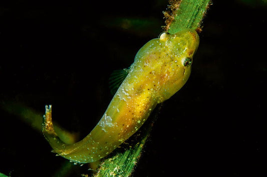 p.091, Lepadogaster à petite tête, Apletodon dentatus, à l’affût sur une feuille de zostère. Île de Groix – Morbihan.