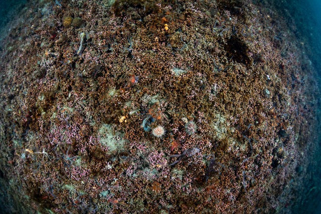 p.094, Vue d’ensemble d’un banc de maërl, on peut y apercevoir de nombreuses espèces associées. Rade de Brest – Finistère.