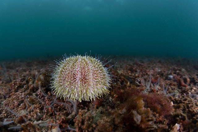 p.095, Oursin commun, Gracilechinus esculentus. Espèce comestible.Rade de Brest – Finistère.