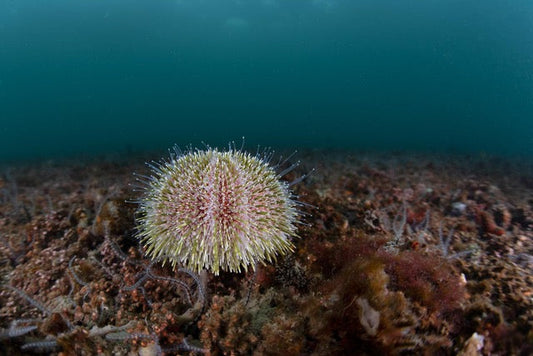 p.095, Oursin commun, Gracilechinus esculentus. Espèce comestible.Rade de Brest – Finistère.
