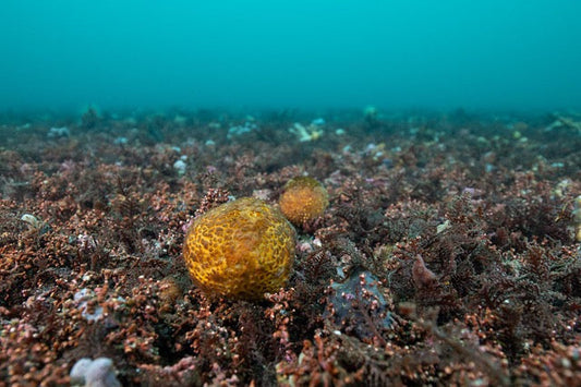 p.096, Éponges fixées sur des brins de maërl. Rade de Brest – Finistère.