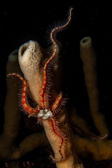 p.104, Ophiures fragiles, Ophiothrix fragilis. Animaux très mobiles, ce sont les plus rapides des échinodermes. Rade de Brest – Finistère.