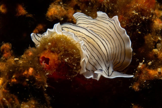 p.105, Ver plat, planaire blanche, Prostheceraeus vittatus, à ne pas confondre avec une limace. Baie de Morlaix – Finistère.