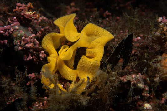 p.109, Lepadogasters frayant dans une coquille de coque. Rade de Brest – Finistère.