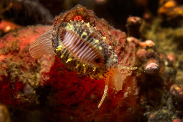 p.111,  Porcelaine grain de café, Trivia monacha. Gastéropode très esthétique se nourrissant d’ascidies. Rade de Brest – Finistère.