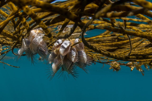 p.114, Anatifes à flotteur, Dosima fascicularis. Proche cousin de l’anatife, cette espèce est capable de générer un flotteur spongieux sur lequel les juvéniles se fixent.