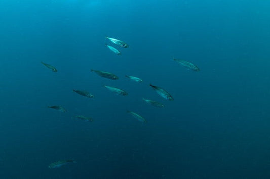 p.116, Parfois lorsque de bonnes conditions météorologiques sont réunies, l’Océan Atlantique rivalise avec des mers plus claires pour le bonheur des plongeurs. Île de Groix – Morbihan.