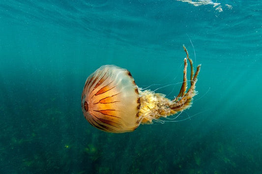 p.118, Méduse chrysaore, Chrysaora hysoscella. Plateau des Birvideaux – Morbihan.