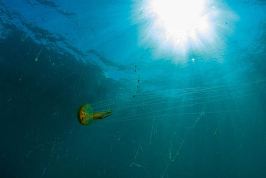 p.121, Méduse pélagie, Pelagia noctiluca, évoluant dans une eau chargée d’agrégats de plancton et de bactéries. Mer d’Iroise – Finistère.