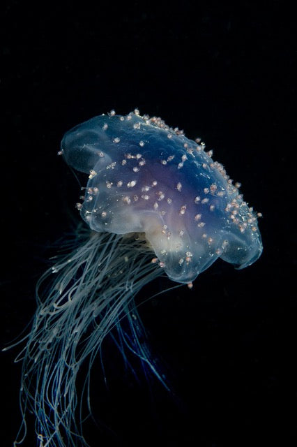 p.123, Méduse cyanée, Cyanea lamarckii, recouverte d’amphipodes, espèces du zooplancton, certainement Hyperia galba. Ouessant – Finistère.