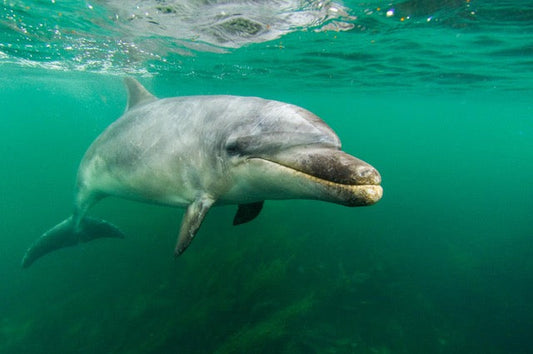 p.124, Grand dauphin, Tursiops truncatus. Baie de Quiberon – Morbihan.Grand dauphin, Tursiops truncatus. Baie de Quiberon – Morbihan.