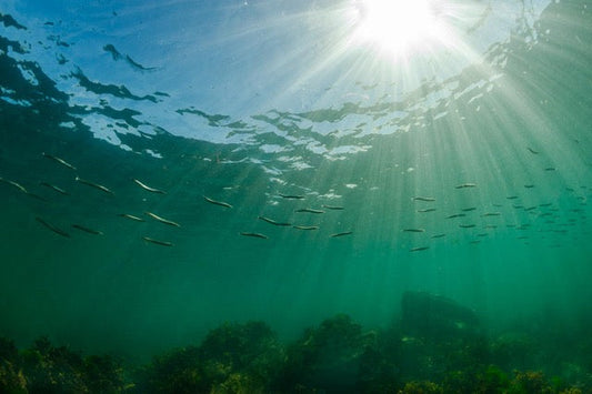 p.125, Banc de lançons communs, Hyperoplus lanceolatus. Mer d’Iroise – Finistère.