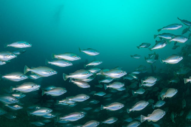 p.126, Banc de capelans, Trisopterus minutus. Baie de Douarnenez – Finistère.