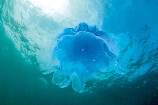 p.128, Méduse cyanée, Cyanea lamarcki. Espèce très urticante. Belle-Île-en Mer – Morbihan.