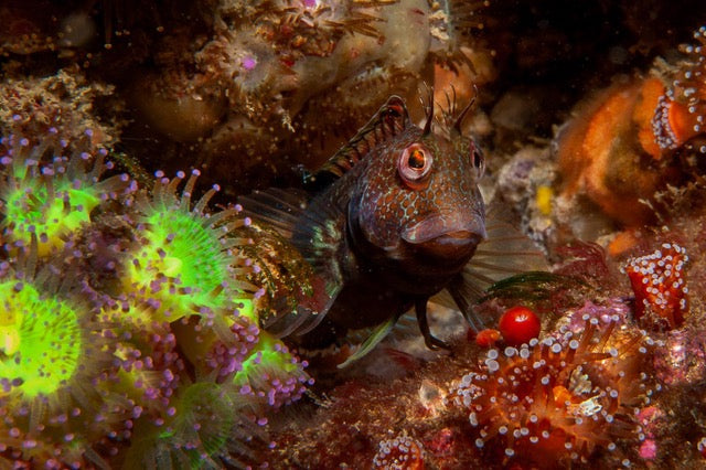 p.133, Blennie, Parablennius gattorugine, aux aguets sur une paroi recouverte d’anémones-bijoux, Corynactis viridis. Cap Fréhel – Côtes d’Armor.