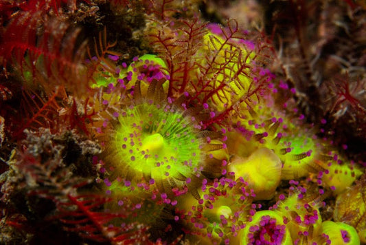 p.134, Anémones-perles ou anémones-bijoux, Corynactis viridis. La coloration souvent vive est très variable : verte, violette, rouge, orange, rose, jaune, blanchâtre ou brune. Belle-Île-en-Mer – Morbihan.