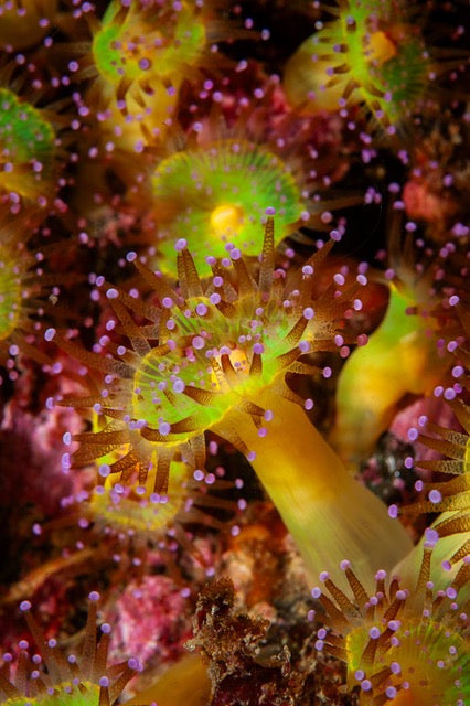 p.135, Anémones-perles ou anémones-bijoux, Corynactis viridis. La coloration souvent vive est très variable : verte, violette, rouge, orange, rose, jaune, blanchâtre ou brune. Belle-Île-en-Mer – Morbihan.