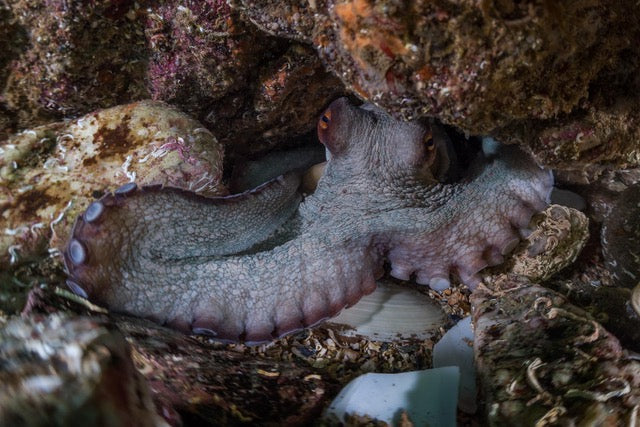 p.137, Poulpe commun ou pieuvre, Octopus vulgaris. Belle-Île-en-Mer – Morbihan.