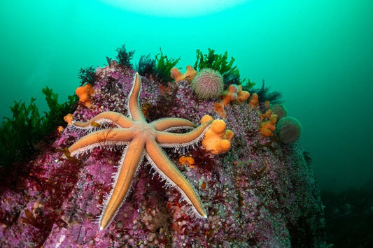 p.140, Étoile de mer à 7 bras, Luidia ciliaris, sur une tête de roche. Mer d’Iroise – Finistère.