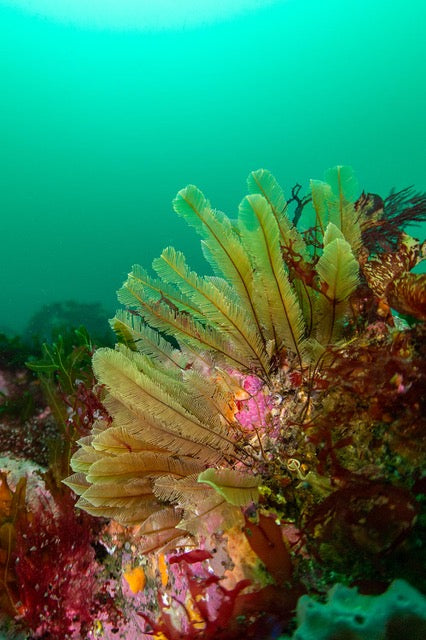 p.141, Plume d’or, Gymnangium montagui. Hydraires à la couleur dorée et la forme de plume. Mer d’Iroise – Finistère.