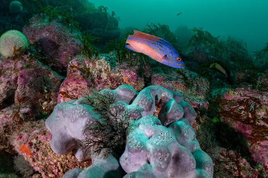 p.142, Labre coquette mâle, Labrus mixtus, et éponge fesse d’éléphant, Pachymatisma johnstonia. Ouessant – Finistère.
