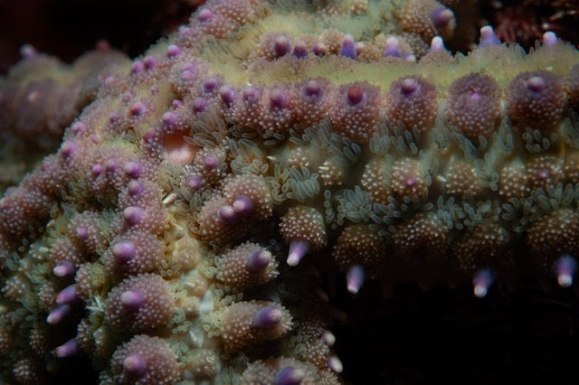 p.143, Détails d’une étoile de mer épineuse, Marthasterias glacialis. Archipel des Glénan – Finistère.