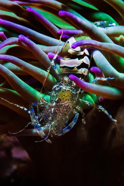 p.145, Annélides polychètes, Filograna spp, Mer d’Iroise – Finistère.