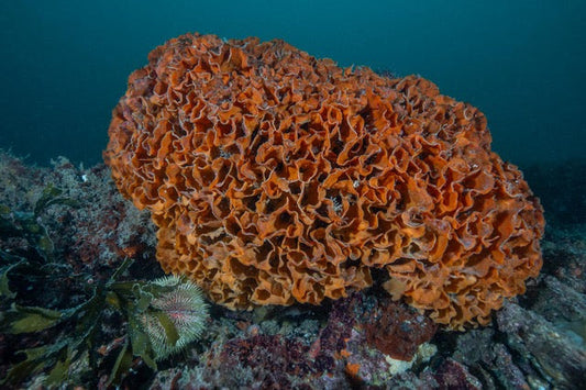 p.146, Rose de mer, bryozoaire, Pentapora facialis. Rade de Brest – Finistère.
