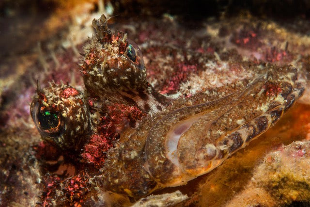 p.147, Petit turbot de roche, Phrynorhombus norvegicus. Baie de Quiberon – Morbihan.