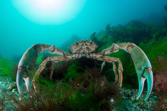 p.148, Araignée de mer Atlantique mâle, Maja brachydactyla. Île de Groix – Morbihan.