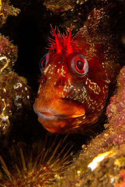 p.150, Blennie, Parablennius gattorugine, curieuse sur une roche de l’Île de Groix – Morbihan.