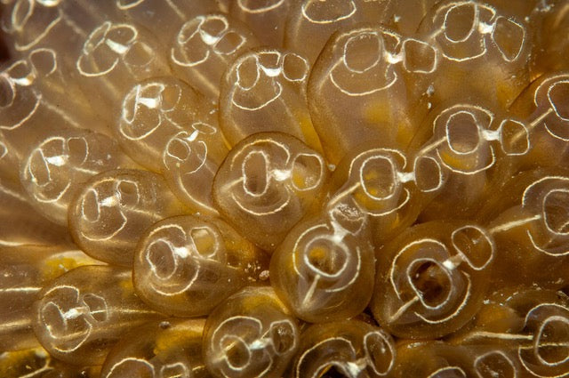 p.151, Bouquet d’ascidies clavelines, Clavelina lepadiformis. Baie de Saint Brieuc – Côtes-d’Armor.