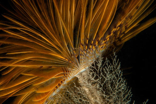 p.153, Panaches de spirographe, Sabella spallanzanii. Rade de Brest – Finistère.