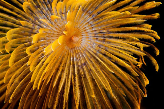 p.154, Panaches de spirographe, Sabella spallanzanii. Rade de Brest – Finistère.