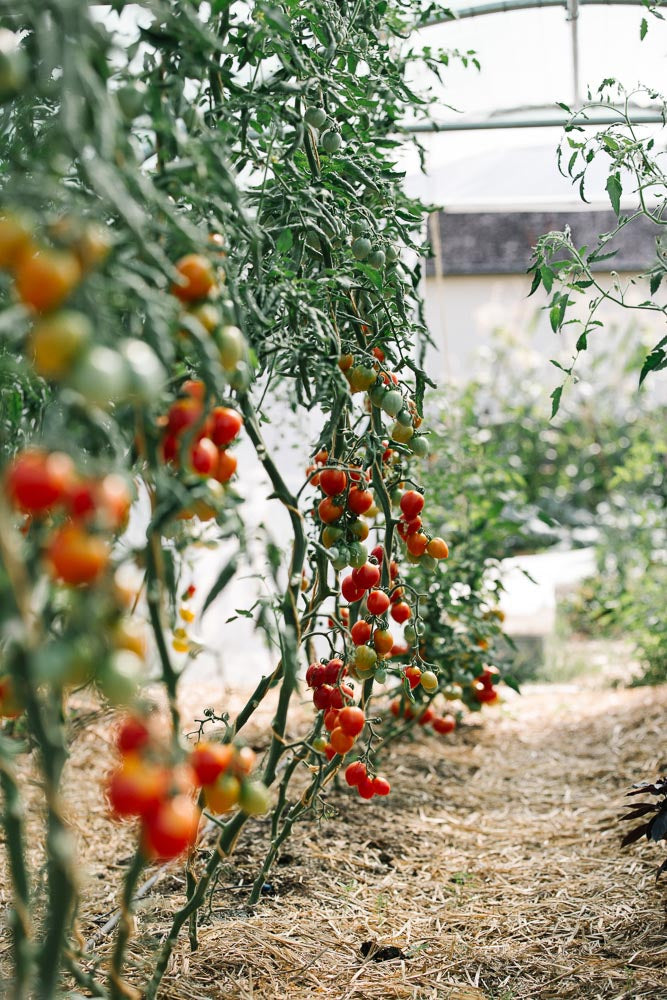 p.010B, La serre aux tomates