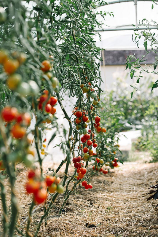 p.010B, La serre aux tomates