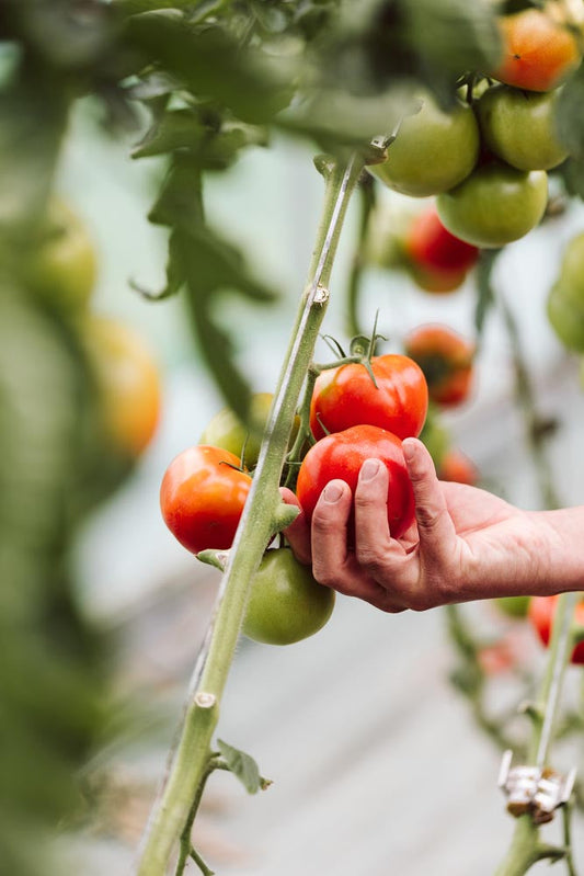 p.111, Les tomates de pleine terre