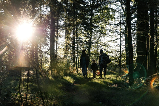 p.123, La cueillette des champignons