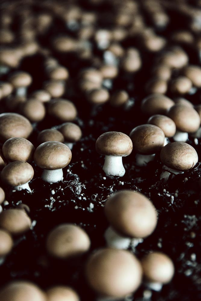 p.141, La culture du champignon