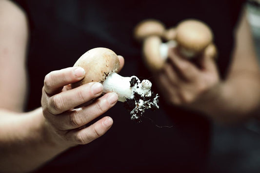 p.0143A, La culture du champignon