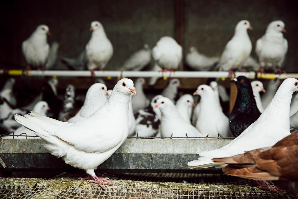 p.078B, L'élevage de pigeons