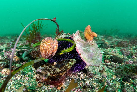 p.011, Oursin émoussé, Sphaerechinus granularis, recouvert de coquilles de mollusques et d’objets divers. Baie de Quiberon – Morbihan.