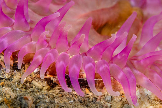 p.012, Anémone dahlia, Urticina felina. C’est une espèce vorace, capable d’ingérer de grosses proies : crabes, étoiles de mer  et coquillages. Belle-Île-en-Mer – Morbihan.