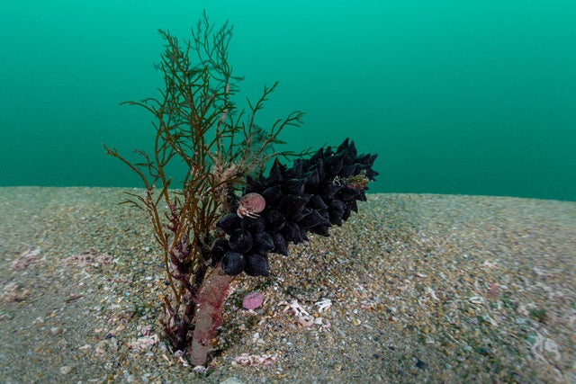 p.014, Tube de ver de spirographe, Sabella spallanzanii, servant de support à une algue et une ponte de seiche, Sepa officinalis, qui supporte à son tour un bernard-l’ermite, Pagurus bernhardus. Chenal du Four – Finistère