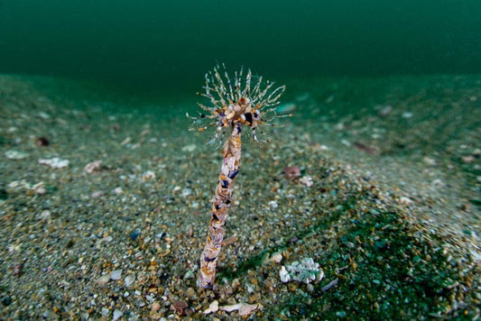 p.015, Ver tubicole Lanice, Lanice conchilega. Après un coup de vent, une partie du tube de ce ver est découverte, il peut mesurer entre 15 et 30 cm. Mer d’Iroise – Finistère.