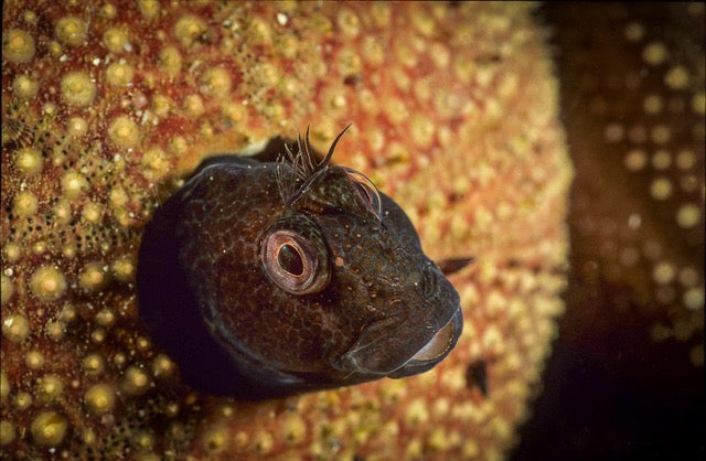 p.016, Blennie pilicorne mâle, Parablennius pilicornis, ayant élu domicile dans un test d’oursin. Île de Houat – Morbihan.