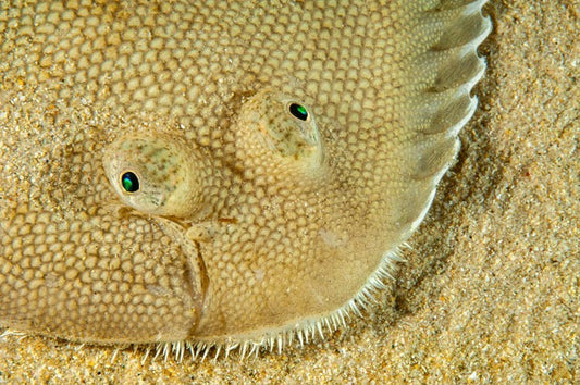 p.018, Le regard de la sole, Solea solea, poisson très apprécié et subissant donc une pêche intensive. Belle-Île-en-Mer – Morbihan.